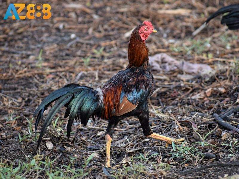 Nên chọn vảy trước khi thi đấu 